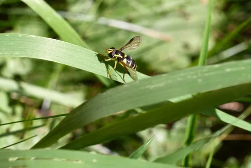 Resting Wasp This is a nature photograph captured during the afternoon in the summer season, featuring a wasp resting on a green plant leaf. The image prominently displays the details of the wasp's body and wings, highlighting the relationship between insects and plants. Sunlight illuminates the leaf and wasp, creating clear shadows and emphasizing the vibrant colors of the summer vegetation. There are no easily identifiable landmarks in the scene, focusing attention solely on the interaction between the resting wasp and its natural environment.